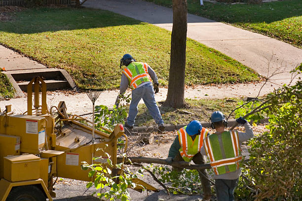 Best Best Tree Removal Services  in Grifton, NC